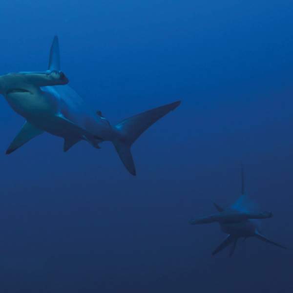 Плавайте рядом с молотоголовыми акулами