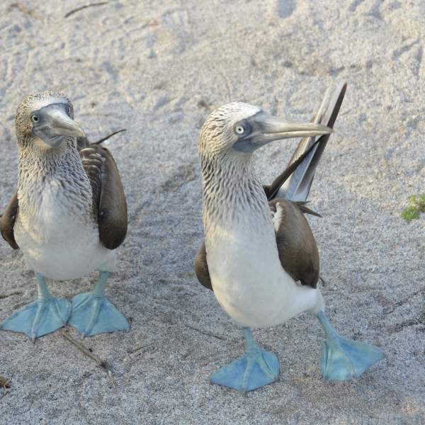 Птицы с синими лапами ждут вас на Галапагосах!