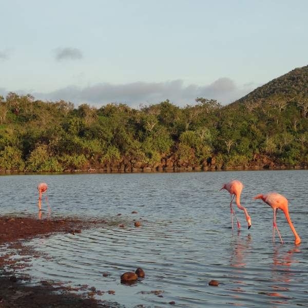 Прогулка с розовыми фламинго