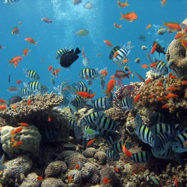 Красное море и его невероятное подводное биоразнообразие