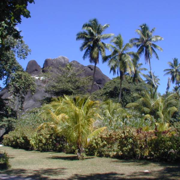 В долине Маи: морской кокос и кокосовые пальмы.