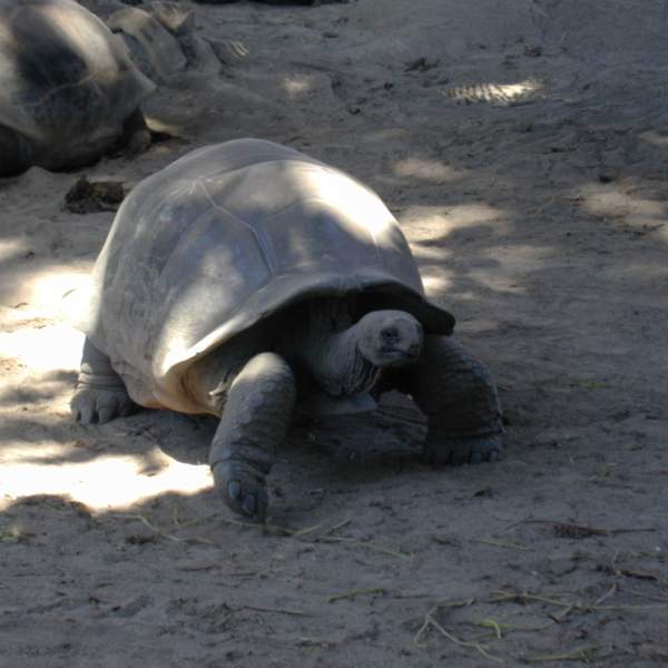 Черепахи с острова Курьез