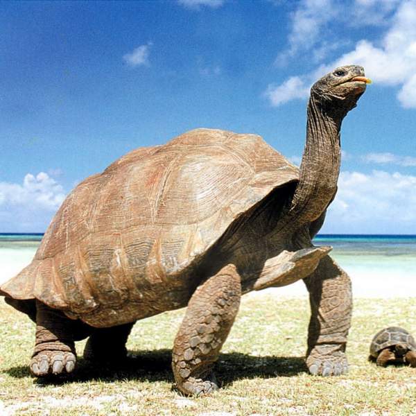 Гигантские черепахи острова Курьез
