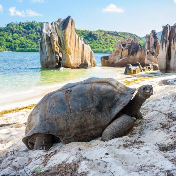 Гигантские черепахи острова Кюрьёз